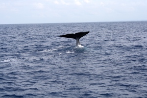 Fluke eines Blauwals beim Abtauchen